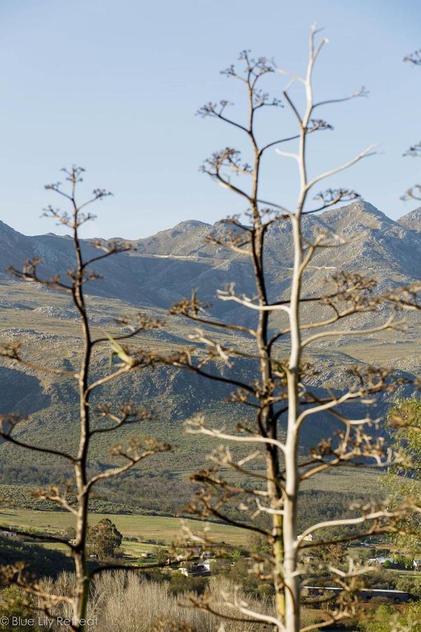 Bed and Breakfast Blue Lily Retreat Matjiesrivier  Екстер'єр фото